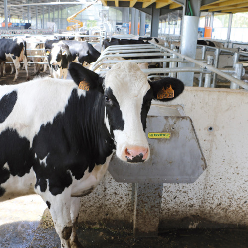 Vache à Eau Isotherme, Transport et stockage