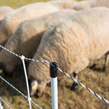 Filet électrifiable 105cm x 50m avec 14 piquets pour moutons, HORIZONT Turbomax