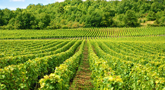 Doigts Kress viticulture