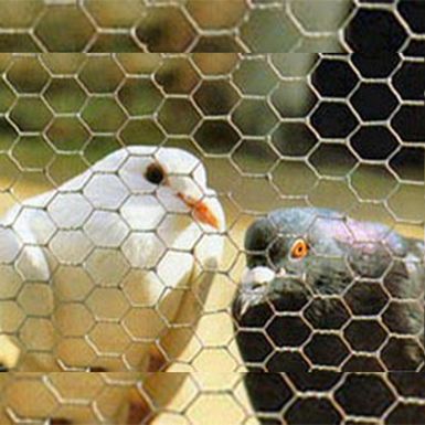 Petit trou du grillage pour cage oiseaux ou animaux fence Photo
