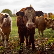 Le crowdfunding, une solution efficace pour financer votre projet agricole